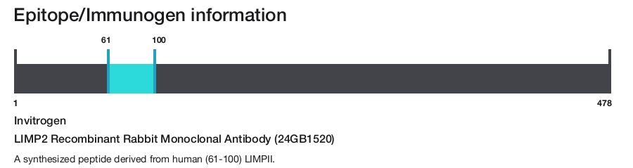 LIMP2 Recombinant Rabbit Monoclonal Antibody (24GB1520)