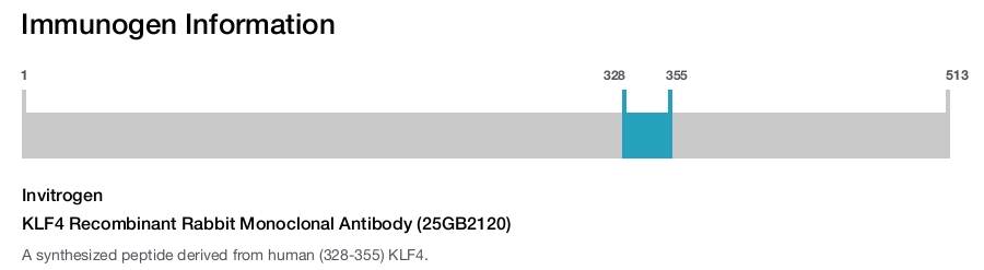 KLF4 Recombinant Rabbit Monoclonal Antibody (25GB2120)
