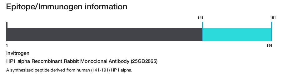 HP1 alpha Recombinant Rabbit Monoclonal Antibody (25GB2865)