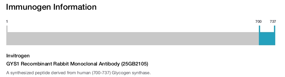 GYS1 Recombinant Rabbit Monoclonal Antibody (25GB2105)
