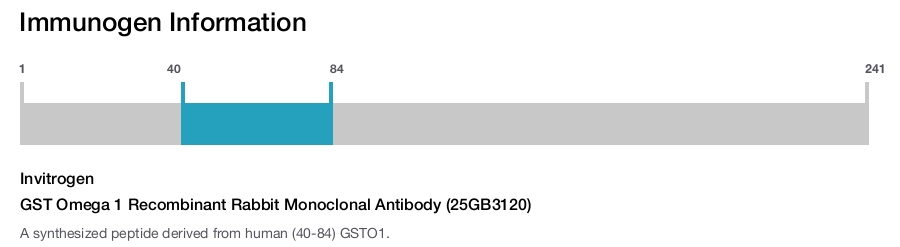GST Omega 1 Recombinant Rabbit Monoclonal Antibody (25GB3120)