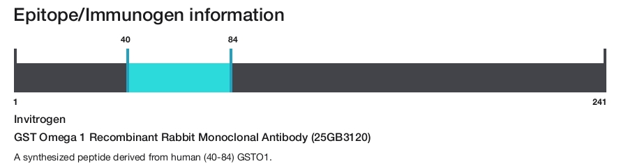 GST Omega 1 Recombinant Rabbit Monoclonal Antibody (25GB3120)
