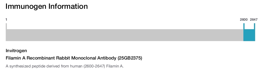 Filamin A Recombinant Rabbit Monoclonal Antibody (25GB2375)