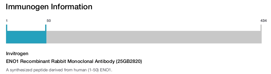 ENO1 Recombinant Rabbit Monoclonal Antibody (25GB2820)