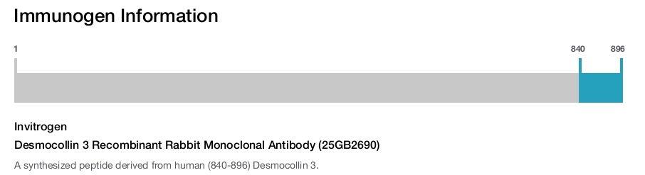 Desmocollin 3 Recombinant Rabbit Monoclonal Antibody (25GB2690)