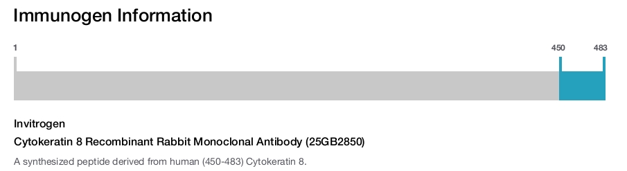Cytokeratin 8 Recombinant Rabbit Monoclonal Antibody (25GB2850)