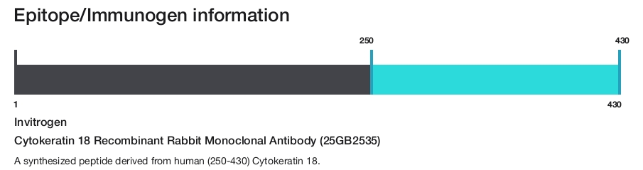 Cytokeratin 18 Recombinant Rabbit Monoclonal Antibody (25GB2535)