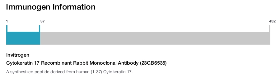 Cytokeratin 17 Recombinant Rabbit Monoclonal Antibody (23GB6535)