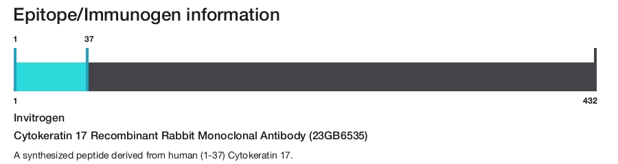 Cytokeratin 17 Recombinant Rabbit Monoclonal Antibody (23GB6535)
