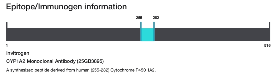 CYP1A2 Monoclonal Antibody (25GB3895)