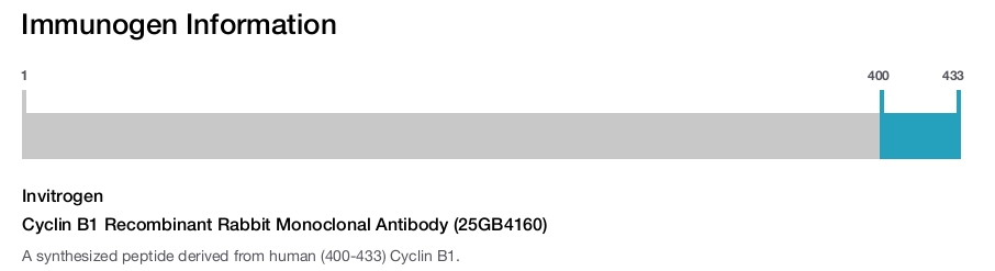 Cyclin B1 Recombinant Rabbit Monoclonal Antibody (25GB4160)