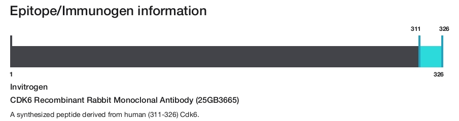 CDK6 Recombinant Rabbit Monoclonal Antibody (25GB3665)