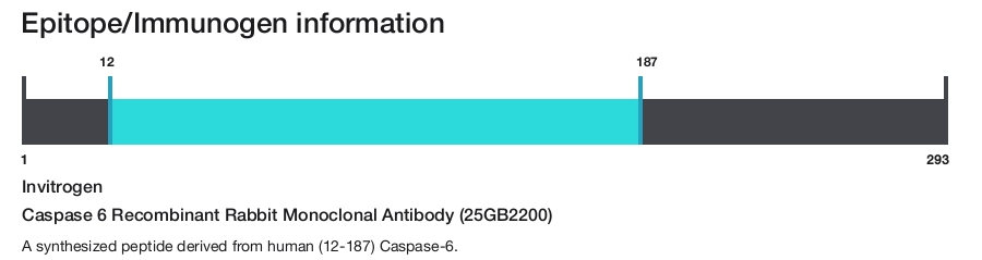 Caspase 6 Recombinant Rabbit Monoclonal Antibody (25GB2200)