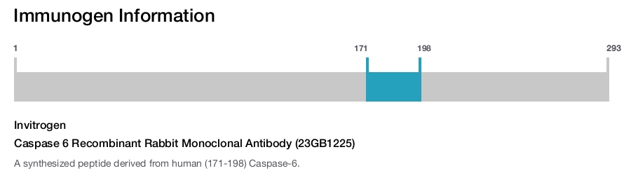 Caspase 6 Recombinant Rabbit Monoclonal Antibody (23GB1225)