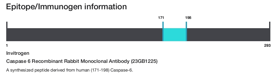 Caspase 6 Recombinant Rabbit Monoclonal Antibody (23GB1225)
