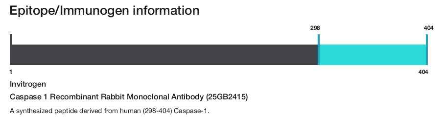 Caspase 1 Recombinant Rabbit Monoclonal Antibody (25GB2415)