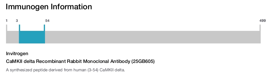 CaMKII delta Recombinant Rabbit Monoclonal Antibody (25GB605)