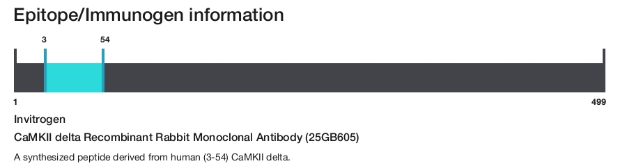 CaMKII delta Recombinant Rabbit Monoclonal Antibody (25GB605)