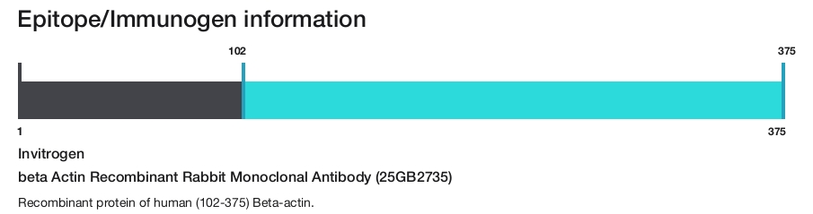 beta Actin Recombinant Rabbit Monoclonal Antibody (25GB2735)