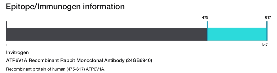 ATP6V1A Recombinant Rabbit Monoclonal Antibody (24GB6940)