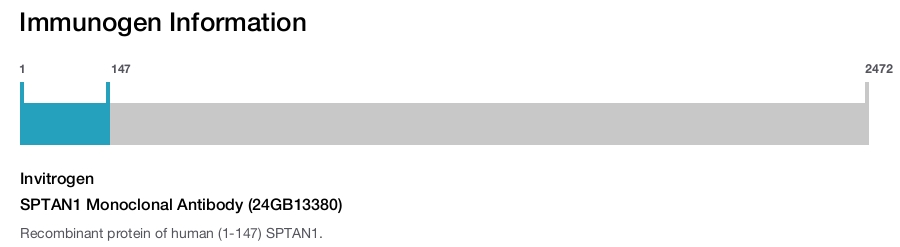SPTAN1 Monoclonal Antibody (24GB13380)
