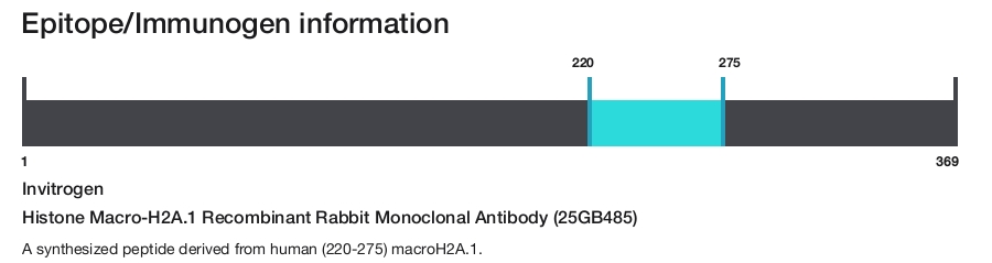 Histone Macro-H2A.1 Recombinant Rabbit Monoclonal Antibody (25GB485)