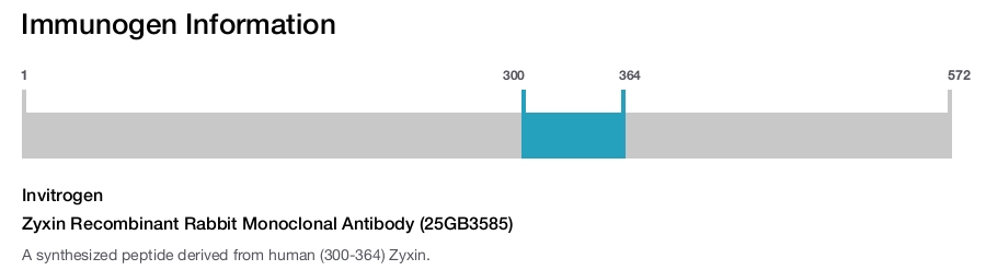 Zyxin Recombinant Rabbit Monoclonal Antibody (25GB3585)