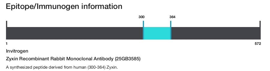 Zyxin Recombinant Rabbit Monoclonal Antibody (25GB3585)