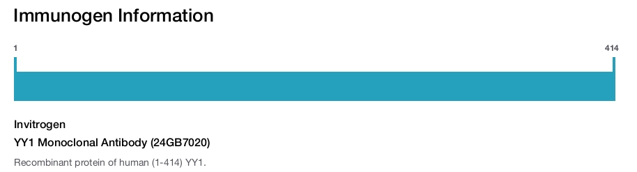 YY1 Monoclonal Antibody (24GB7020)