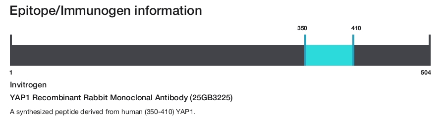 YAP1 Recombinant Rabbit Monoclonal Antibody (25GB3225)