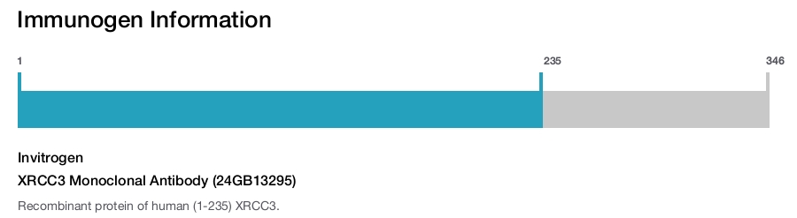 XRCC3 Monoclonal Antibody (24GB13295)