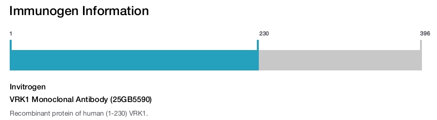 VRK1 Monoclonal Antibody (25GB5590)