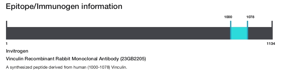 Vinculin Recombinant Rabbit Monoclonal Antibody (23GB2205)