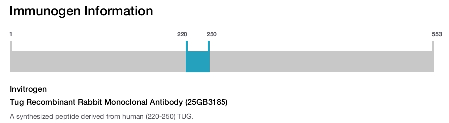 Tug Recombinant Rabbit Monoclonal Antibody (25GB3185)