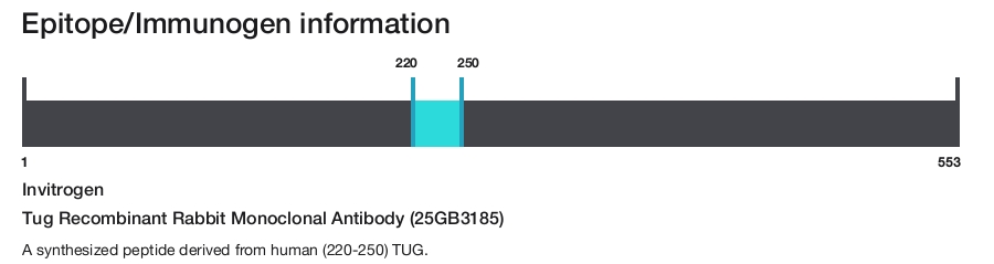 Tug Recombinant Rabbit Monoclonal Antibody (25GB3185)