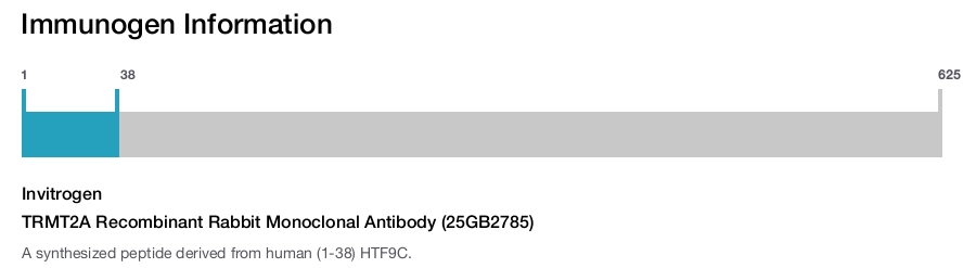 TRMT2A Recombinant Rabbit Monoclonal Antibody (25GB2785)
