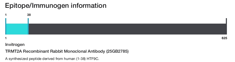 TRMT2A Recombinant Rabbit Monoclonal Antibody (25GB2785)