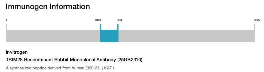 TRIM28 Recombinant Rabbit Monoclonal Antibody (25GB2310)