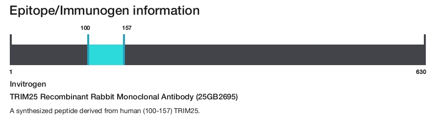 TRIM25 Recombinant Rabbit Monoclonal Antibody (25GB2695)
