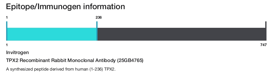 TPX2 Recombinant Rabbit Monoclonal Antibody (25GB4765)