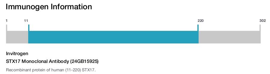 STX17 Monoclonal Antibody (24GB15925)