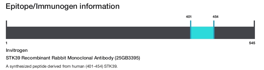 STK39 Recombinant Rabbit Monoclonal Antibody (25GB3395)