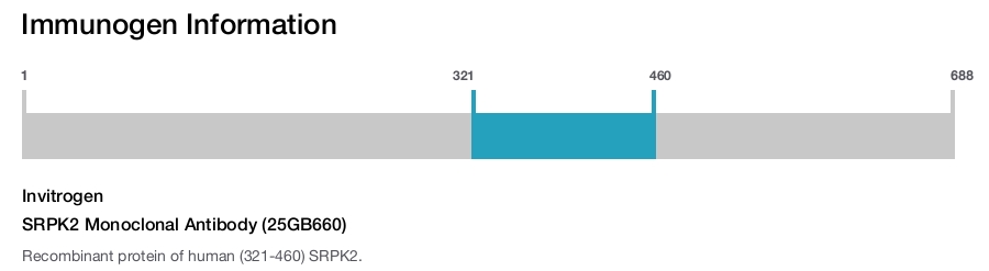 SRPK2 Monoclonal Antibody (25GB660)