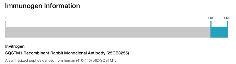 SQSTM1 Recombinant Rabbit Monoclonal Antibody (25GB3255)