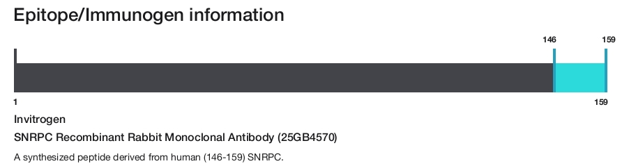 SNRPC Recombinant Rabbit Monoclonal Antibody (25GB4570)
