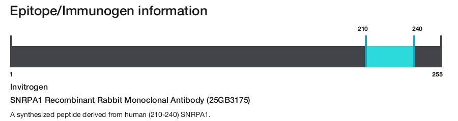 SNRPA1 Recombinant Rabbit Monoclonal Antibody (25GB3175)
