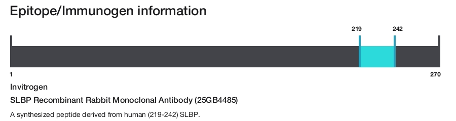 SLBP Recombinant Rabbit Monoclonal Antibody (25GB4485)