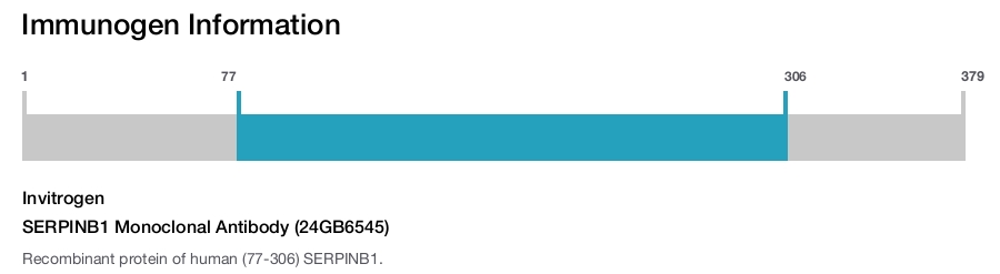 SERPINB1 Monoclonal Antibody (24GB6545)