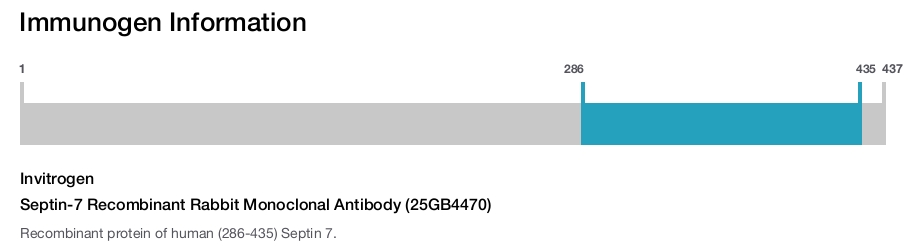 Septin-7 Recombinant Rabbit Monoclonal Antibody (25GB4470)