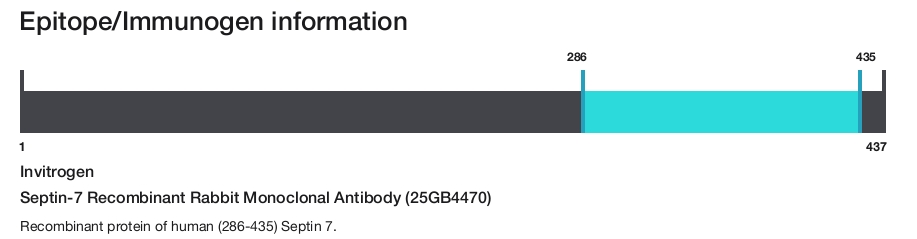 Septin-7 Recombinant Rabbit Monoclonal Antibody (25GB4470)